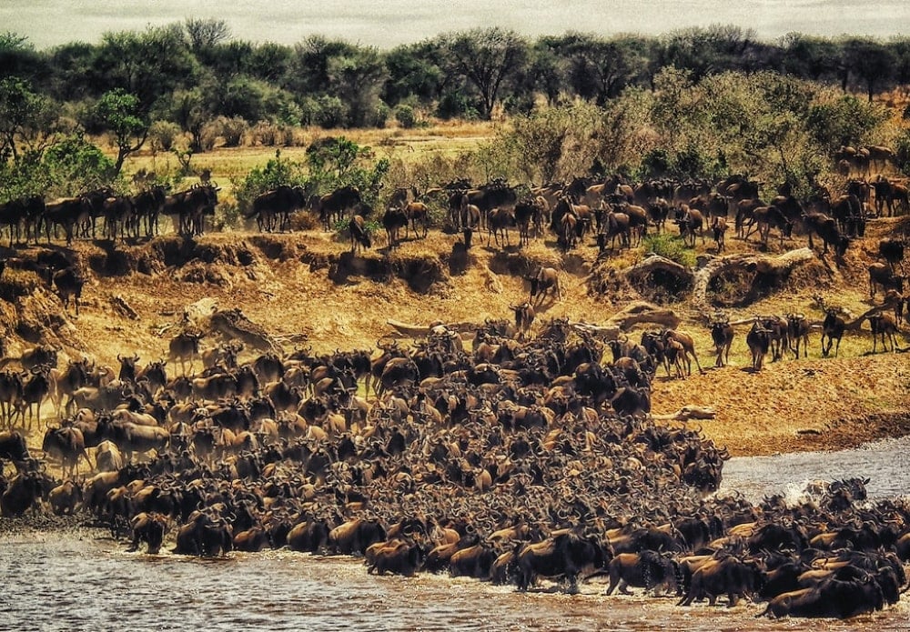 Join the Wildlife Tour Through Wildebeest Migration