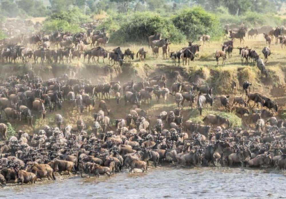 The Great Wildebeest Migration for a safari adventure