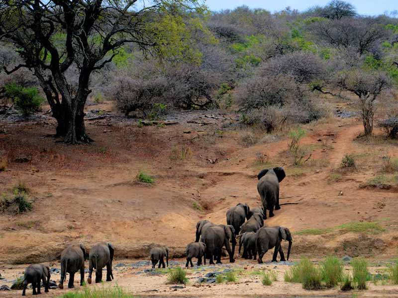 Elephants of the The Serengeti National Park