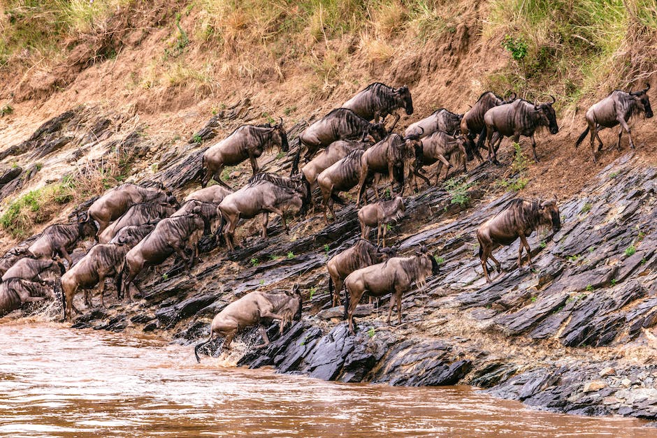The Tanzania Serengeti Migration