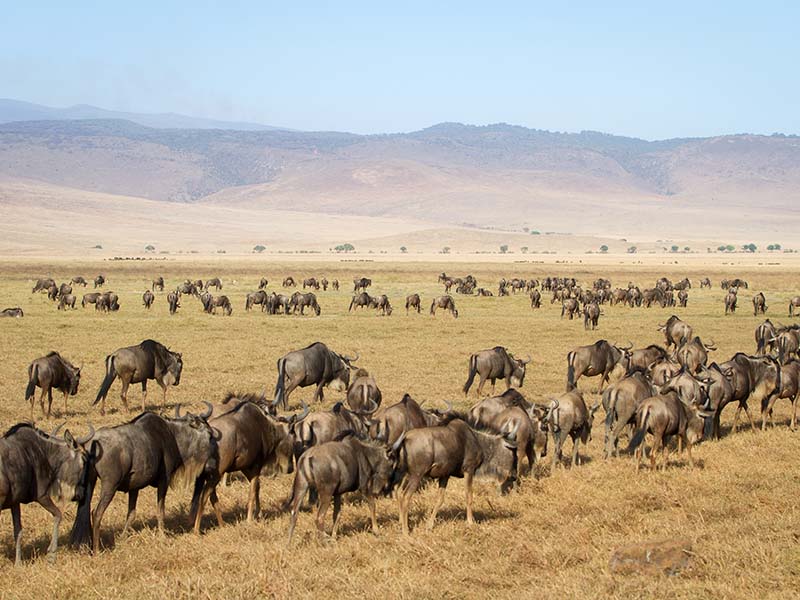 Herd of Wildebeest on Road at Ngorongoro Crater
