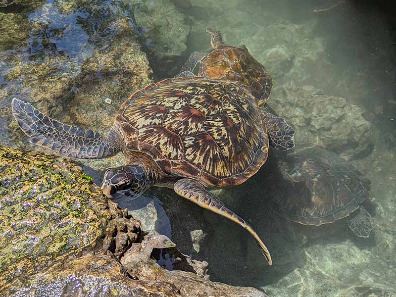 turtles of zanzibar  in Tanzania tourism 