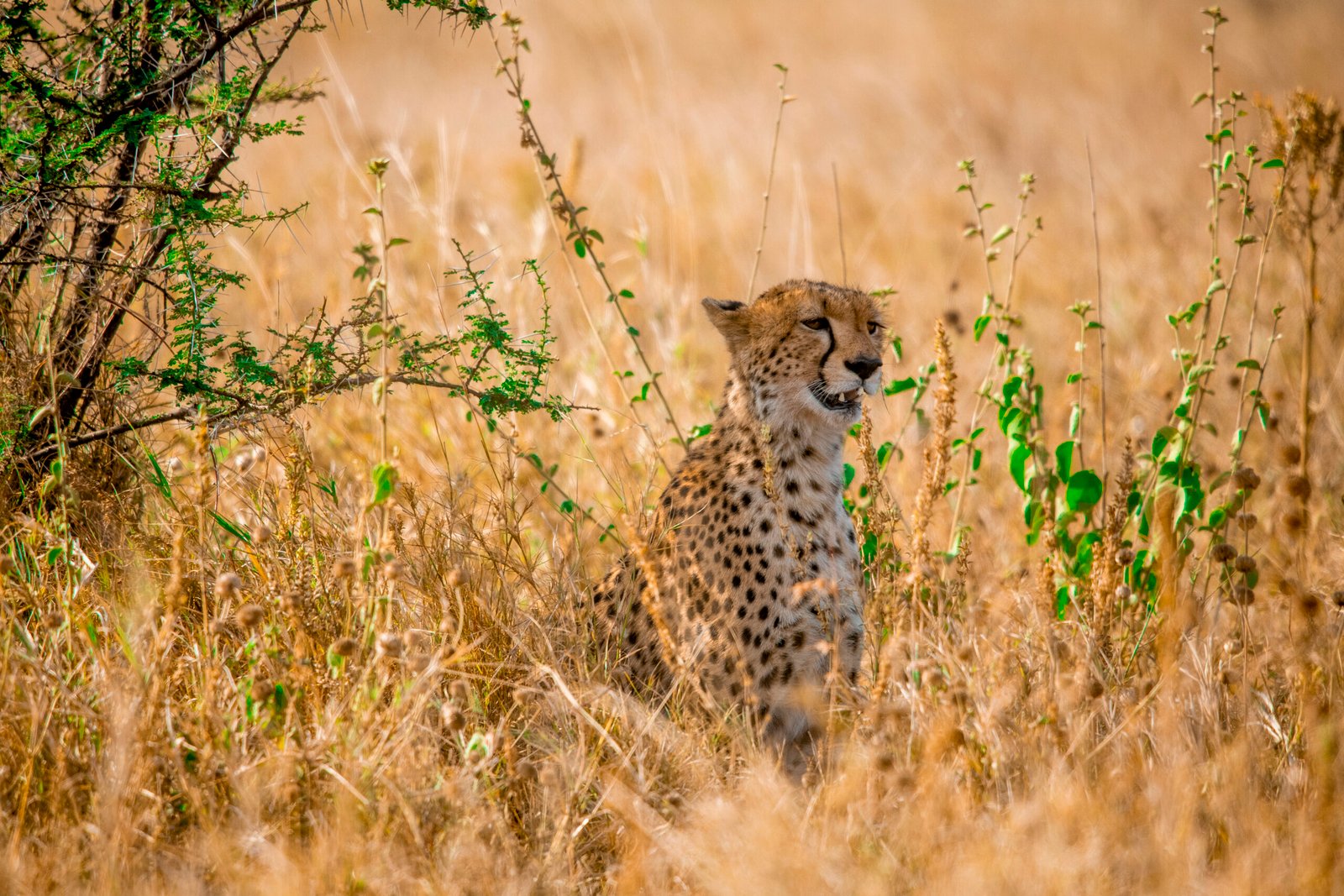 Serengeti National Park