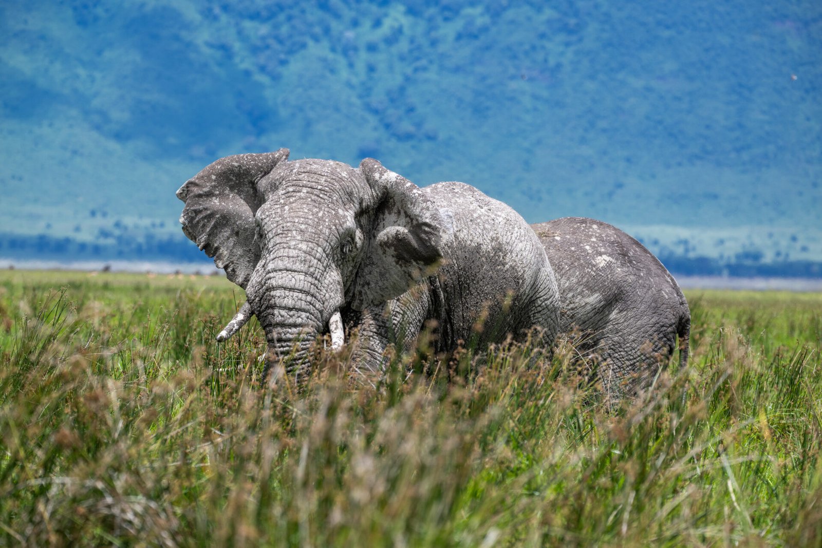 ngorongoro crater