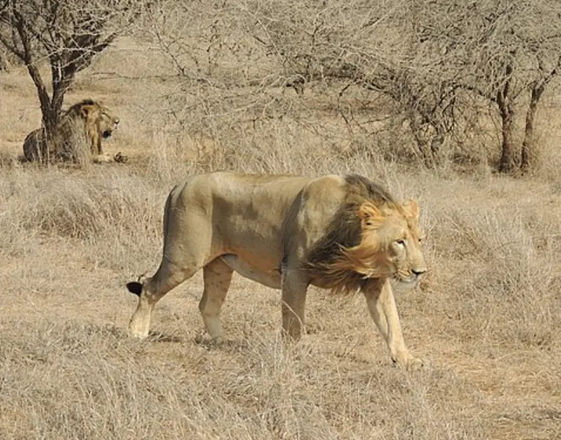African Lion Safari