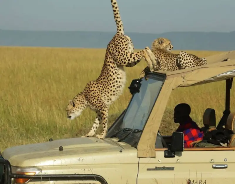 African Safari Honeymoon Packages