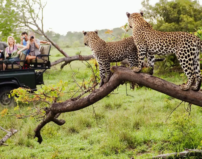 African Safari Honeymoon Packages