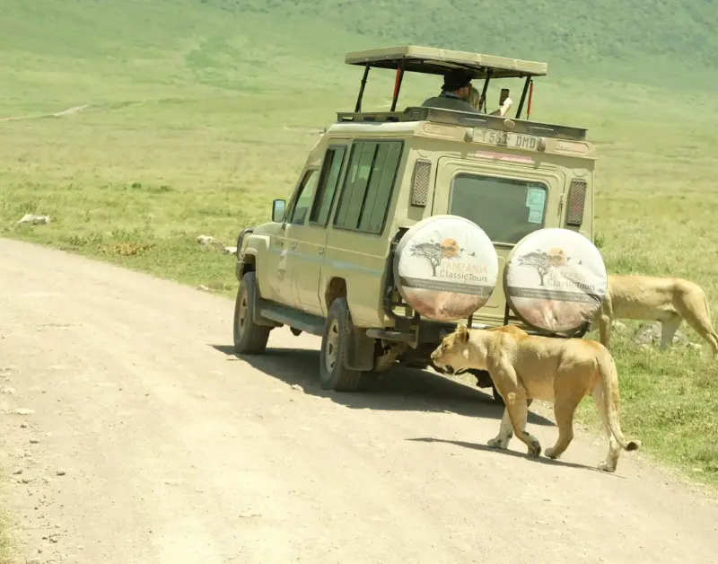 Best Safari Companies in Tanzania