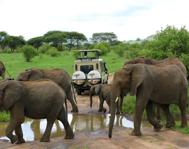 Best Safari Companies in Tanzania
