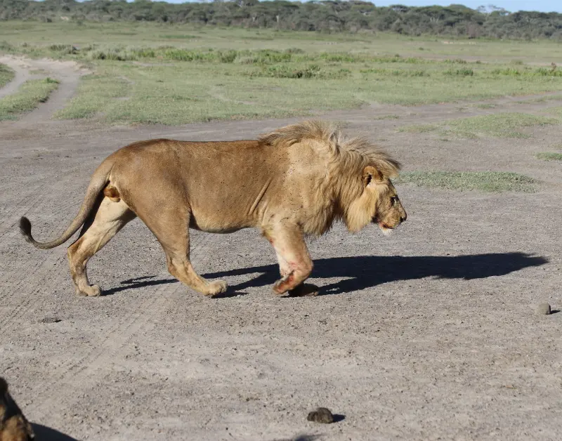 Honeymoon Safari