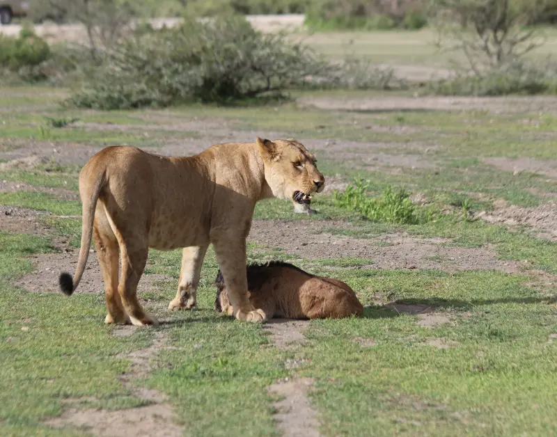 Honeymoon Safari