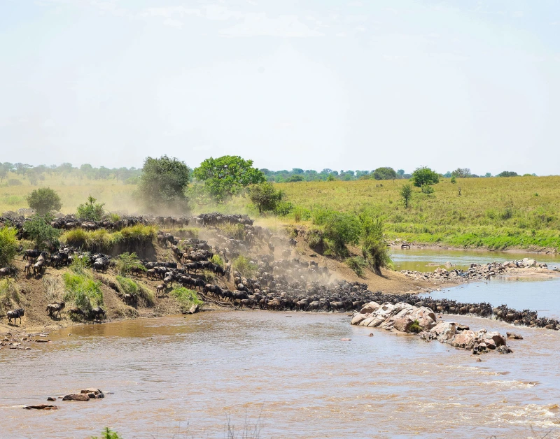 Honeymoon Safaris in tanzania