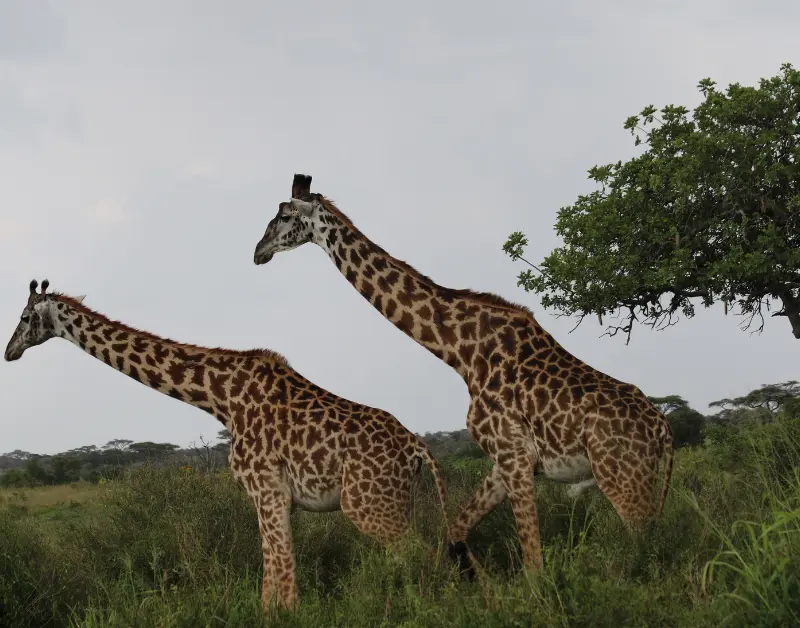 Is Zanzibar Part of Tanzania