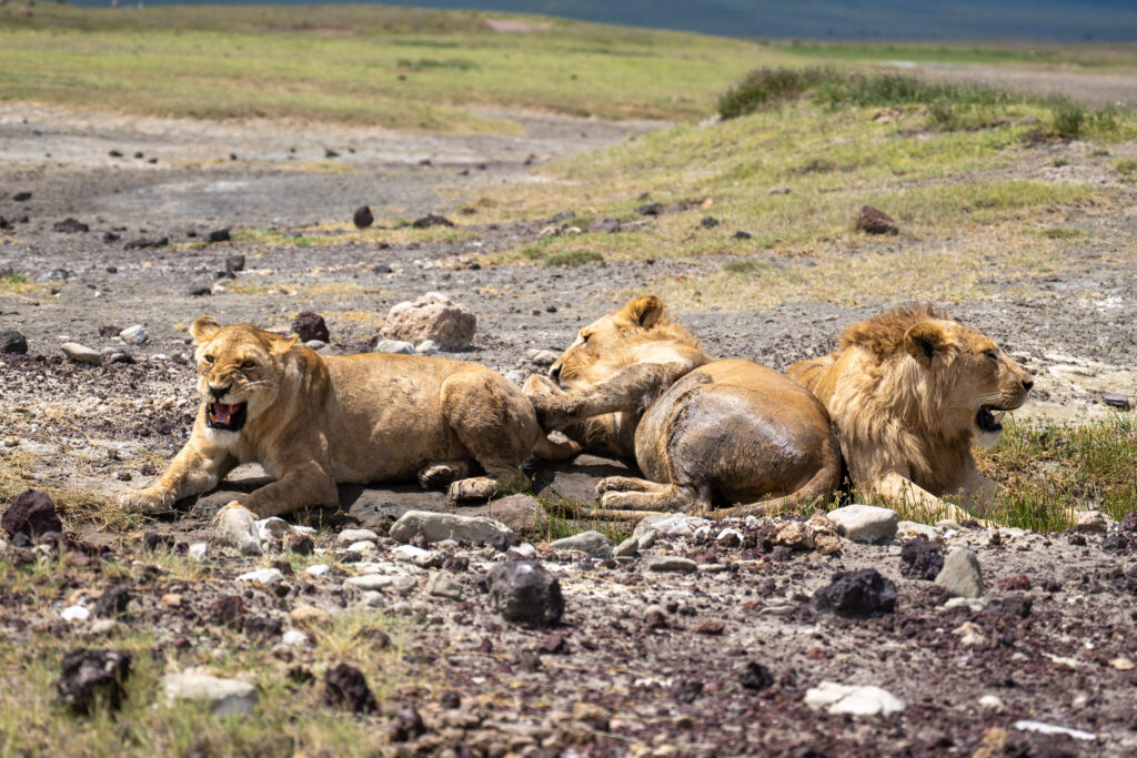 Safari in Tanzania Cost