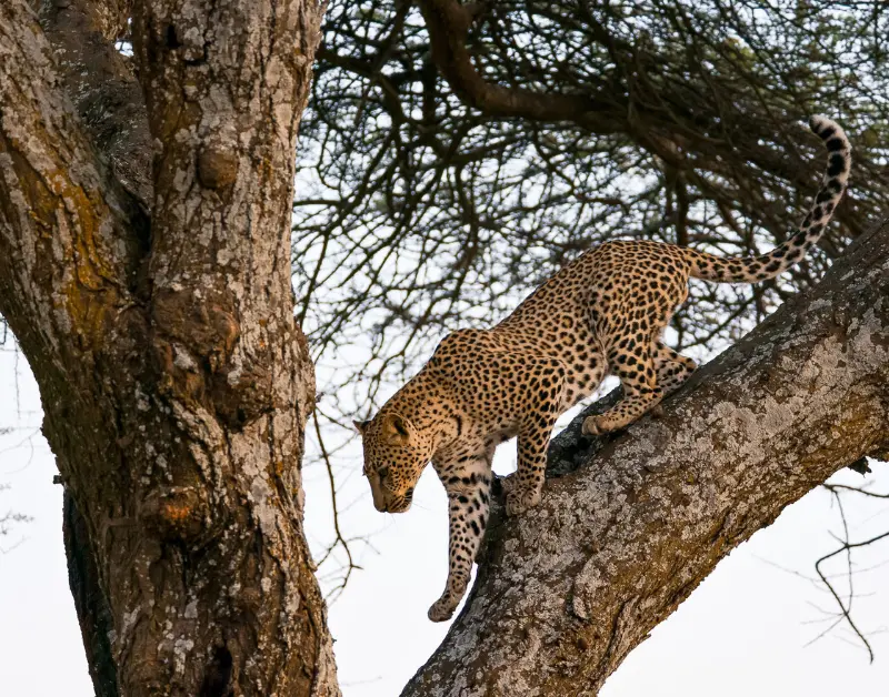 Luxury Serengeti Safari