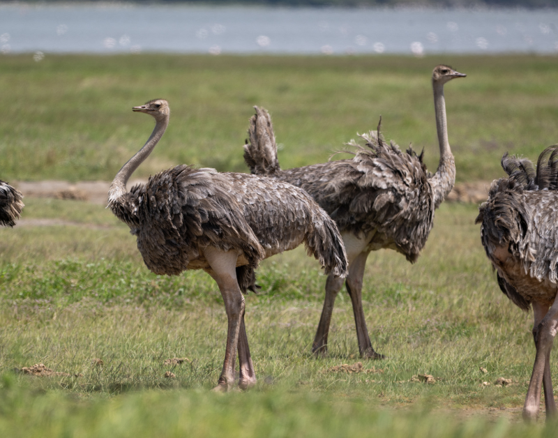 Luxury Travel Tanzania