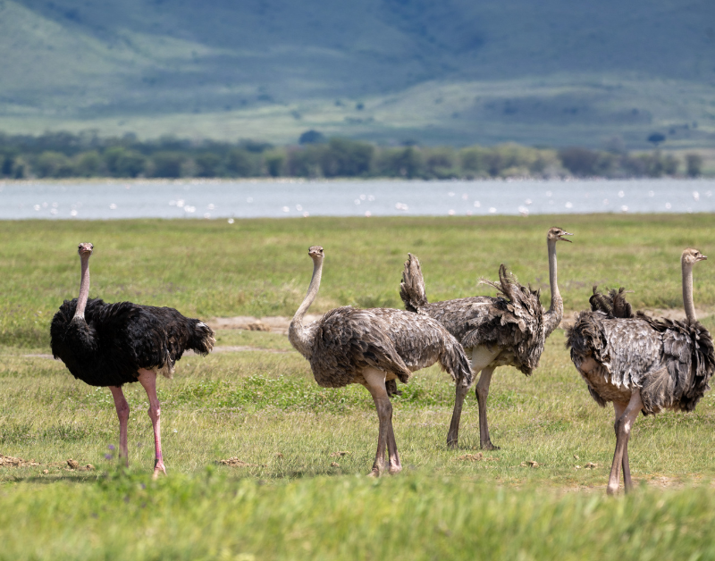Luxury Travel Tanzania
