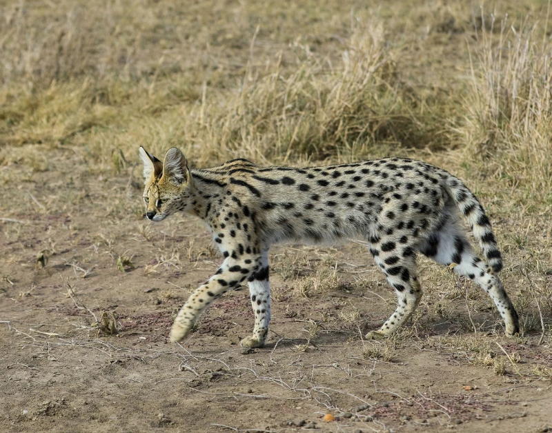 Safari Honeymoon Packages