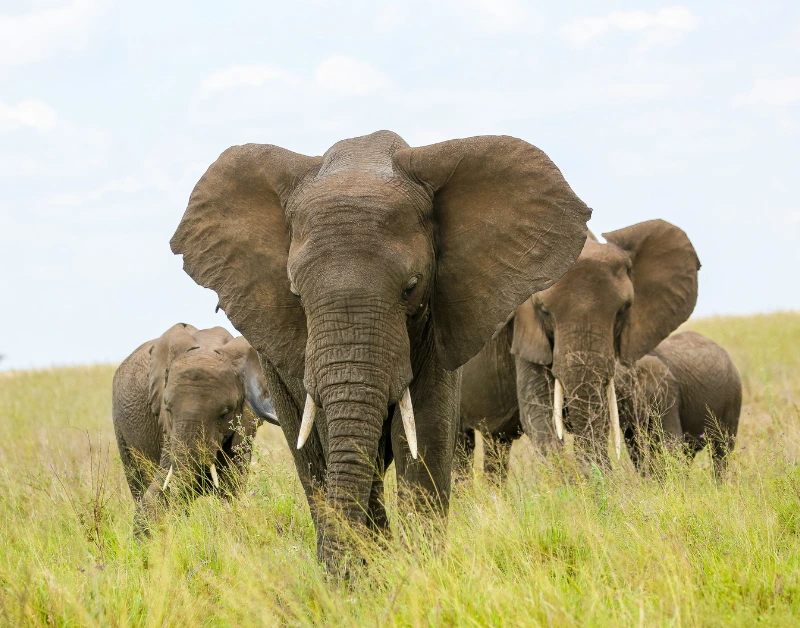Safari Honeymoon Packages