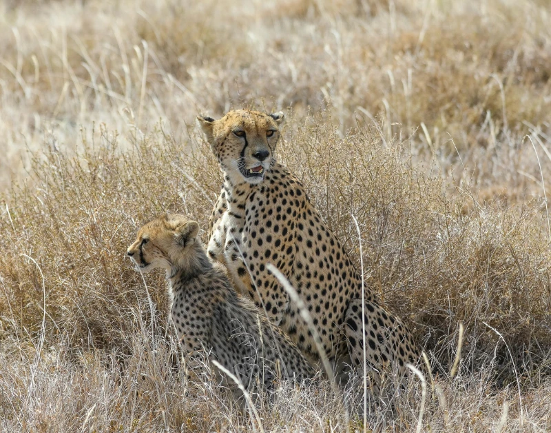 Safari Honeymoon Packages
