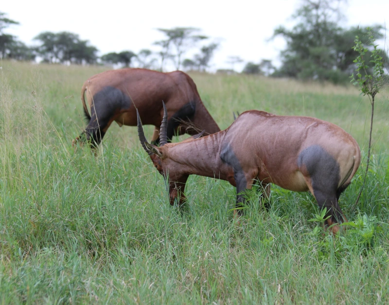 Safari in Tanzania Cost