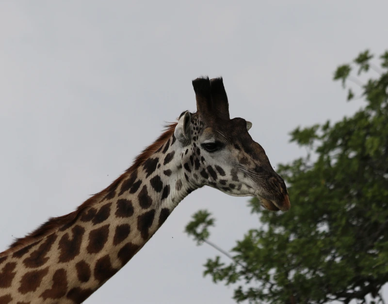 Safari in Tanzania Cost