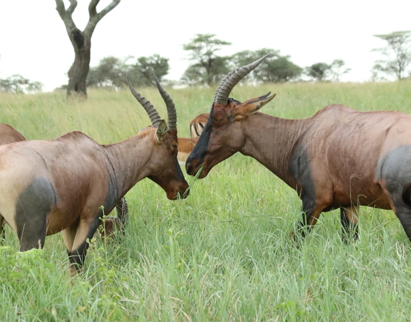 Safari in Tanzania Cost