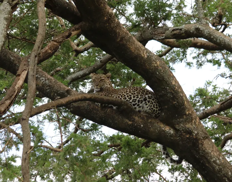 Serengeti Safari Tour
