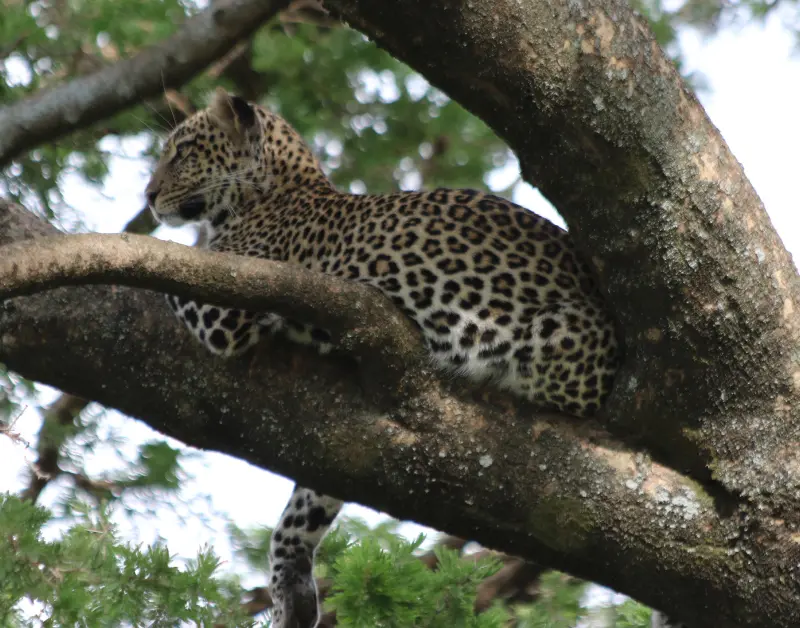 Serengeti Safari Tour