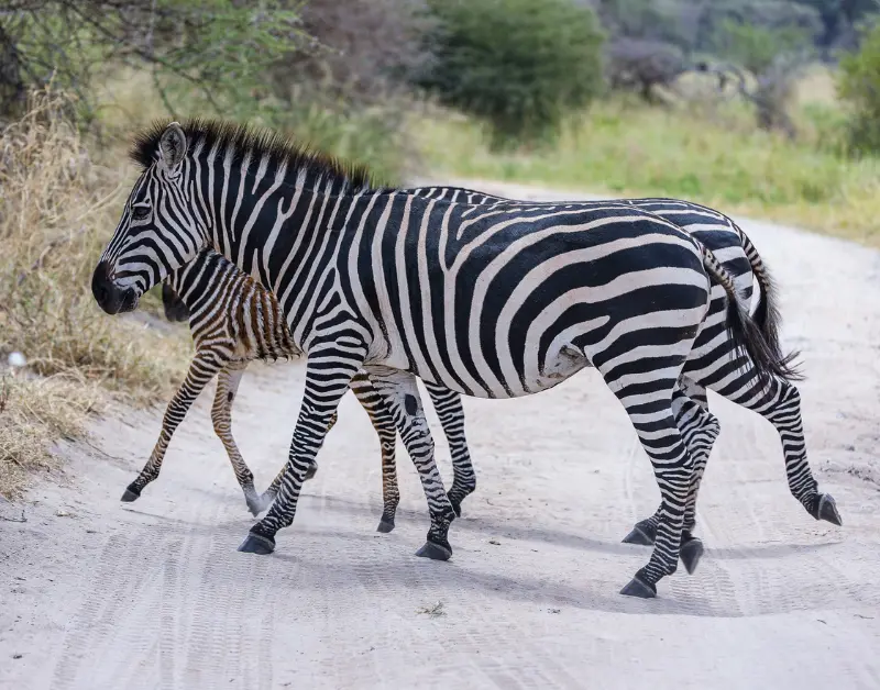 Serengeti Safari Tour