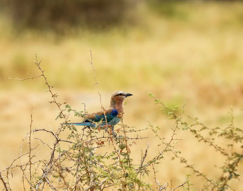 Serengeti Safari Tour