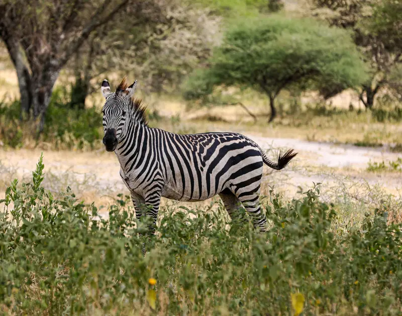 Serengeti Safari Tour