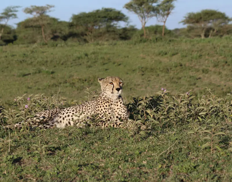 Serengeti Safari Tour