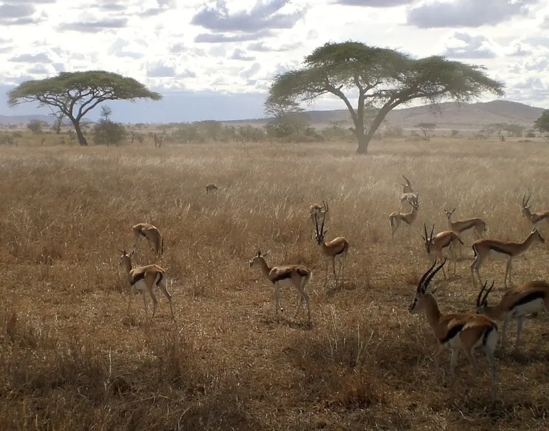 Serengeti Safari Tours