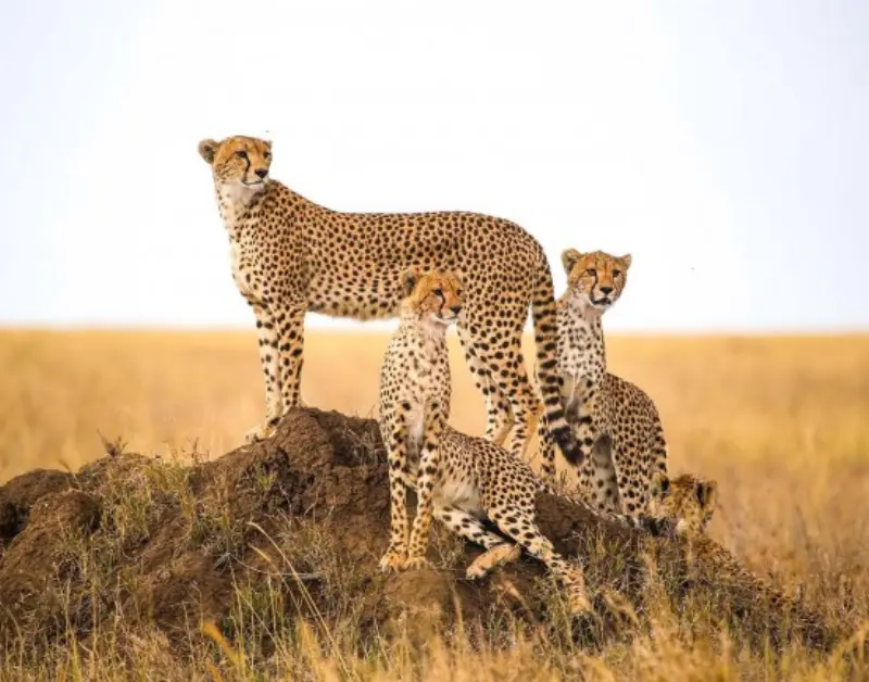 Serengeti Safari Tours