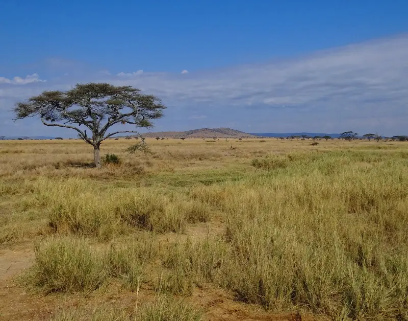 Serengeti Safari Tours