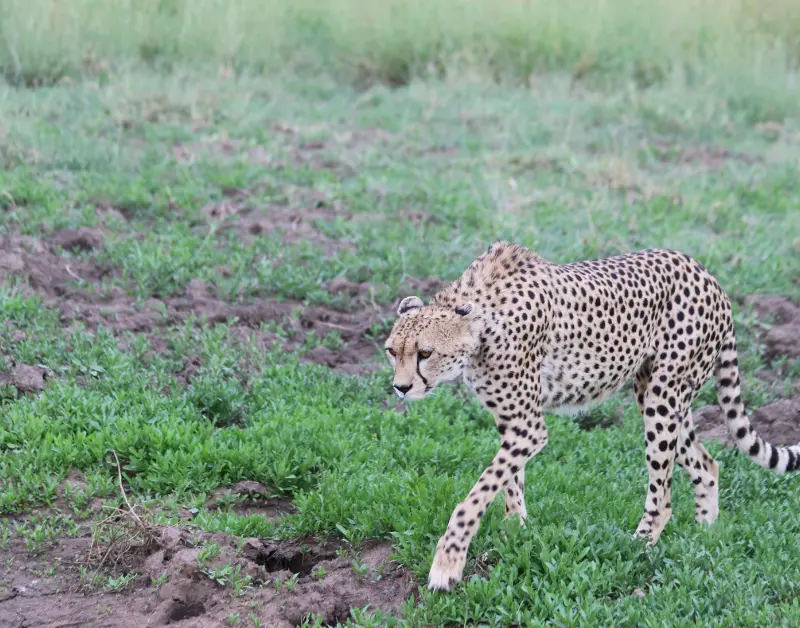 Tanzania