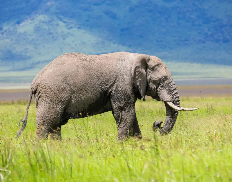 Tanzania Classic Tours