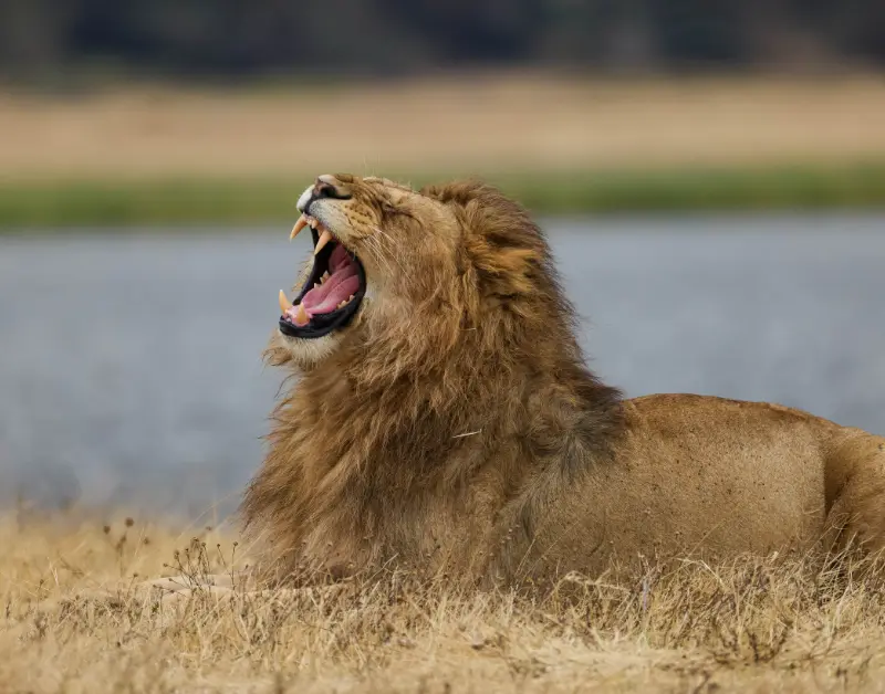 Tanzania Tour Packages
