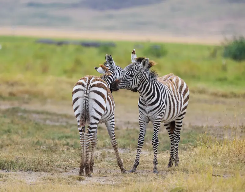Tanzania Tour Packages