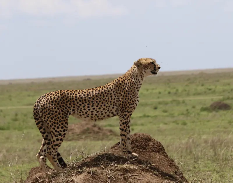 Tanzania is Safe for Tourists