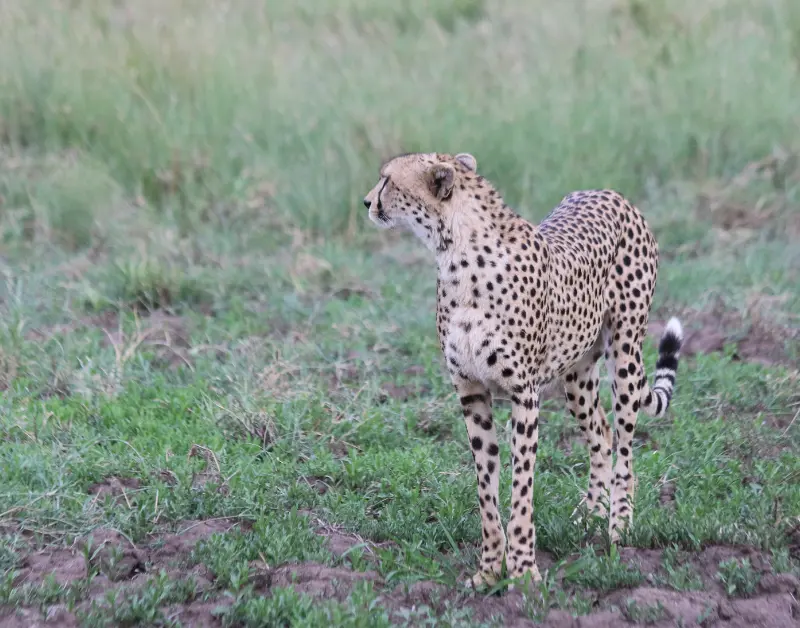 Tanzania