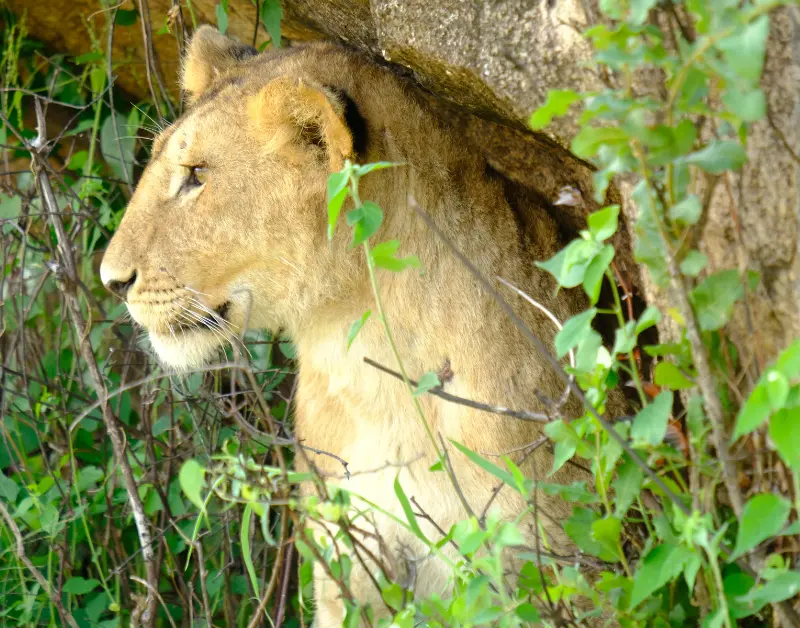 Tanzanian Safari