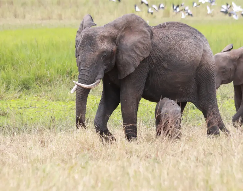 Tanzanian Safari