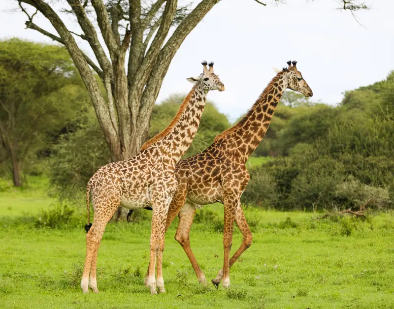 Tanzanian Safari Holidays