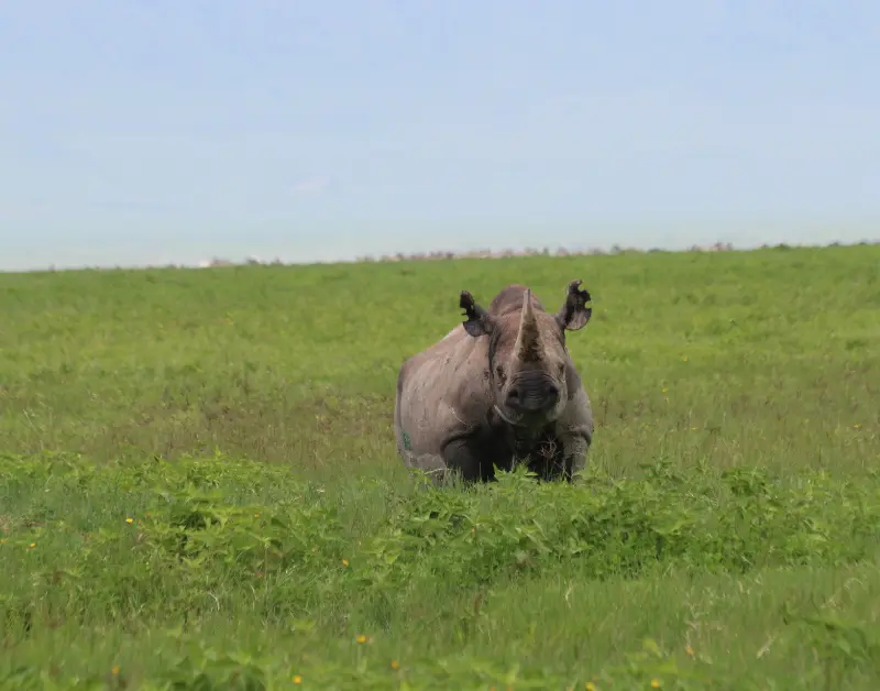 Tours and Safari