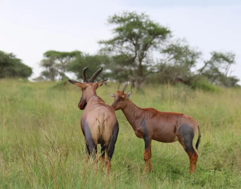 Tours and Safari