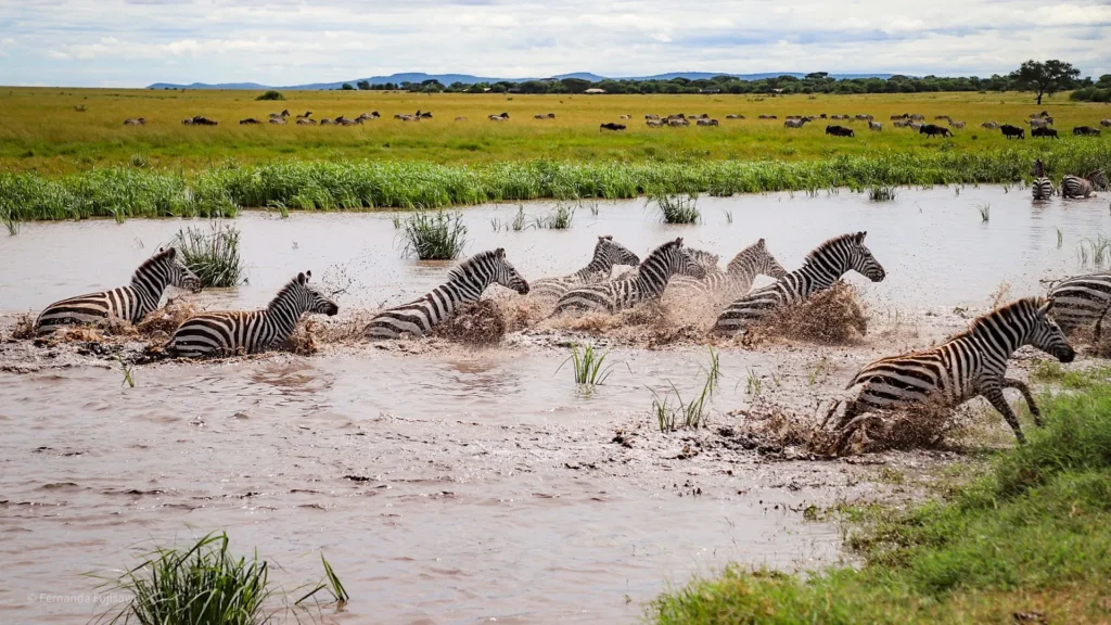 Tanzania Safari Tour