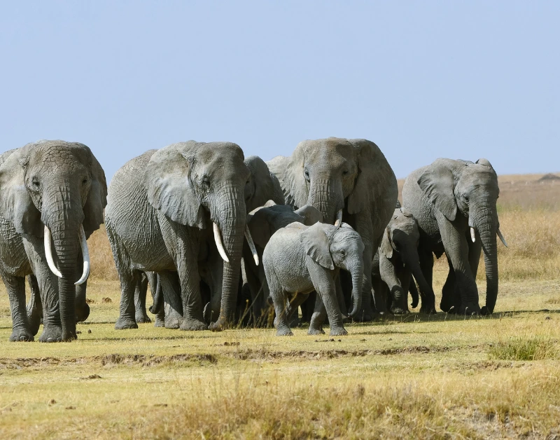 Walking Safari