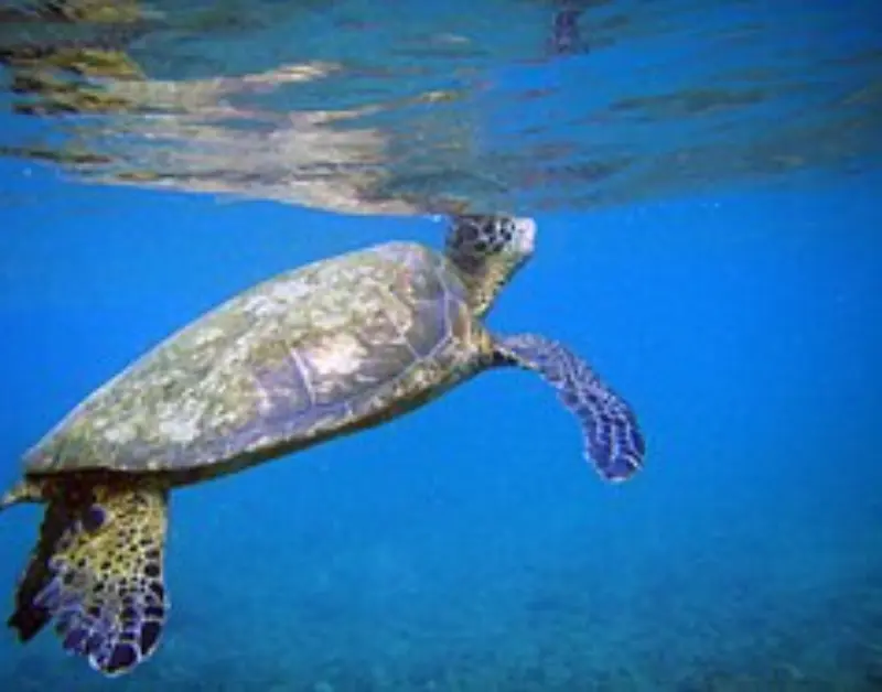 Zanzibar Sea Turtles